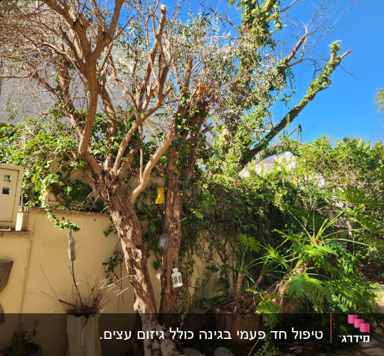 עצים עם עלים ירוקים, עציצים, עששיות תלויים